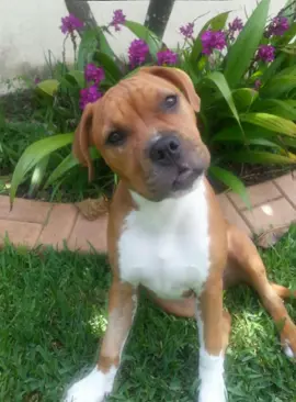 Do you love me? ♥️#Love  #dogs #countrymusic #ellalangley #fyp 