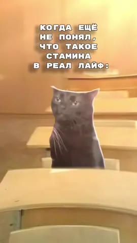 пов: стамна в Реал лайф #cats #memes #Jazmemes 