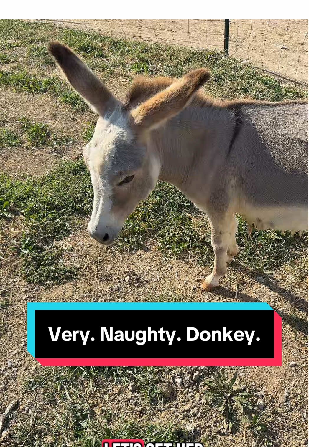 Sophia's to-do list today: ✔️ Break into feed room ✔️ Eat like royalty ✔️ Escape pen ✔️ Pretend nothing happened #queenofchaos #minidonkey #donkey #escapeartist #farmlife 