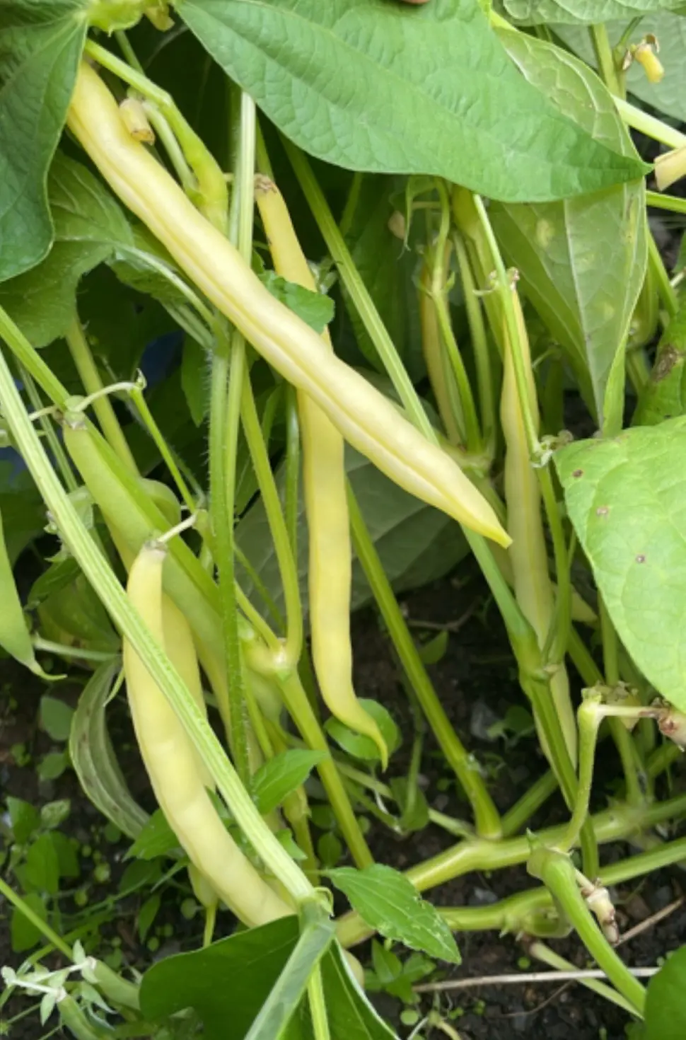Did you know that you can do multiple plantings of beans throughout the summer? I do three… You also don’t need to blanch them. You can just put them straight into the freezer to use through the winter? #gardening #TikTokLearningCampaign #homesteading #fyp #veggies