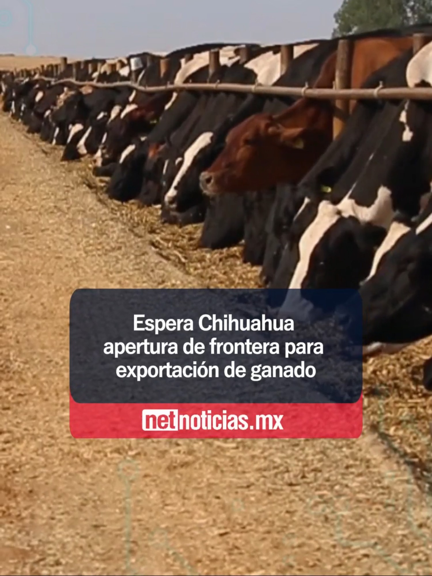 Espera Chihuahua apertura de frontera para exportación de ganado #NetNoticiasMx #Chihuahua #ganado #ganaderia #exportacion #economia