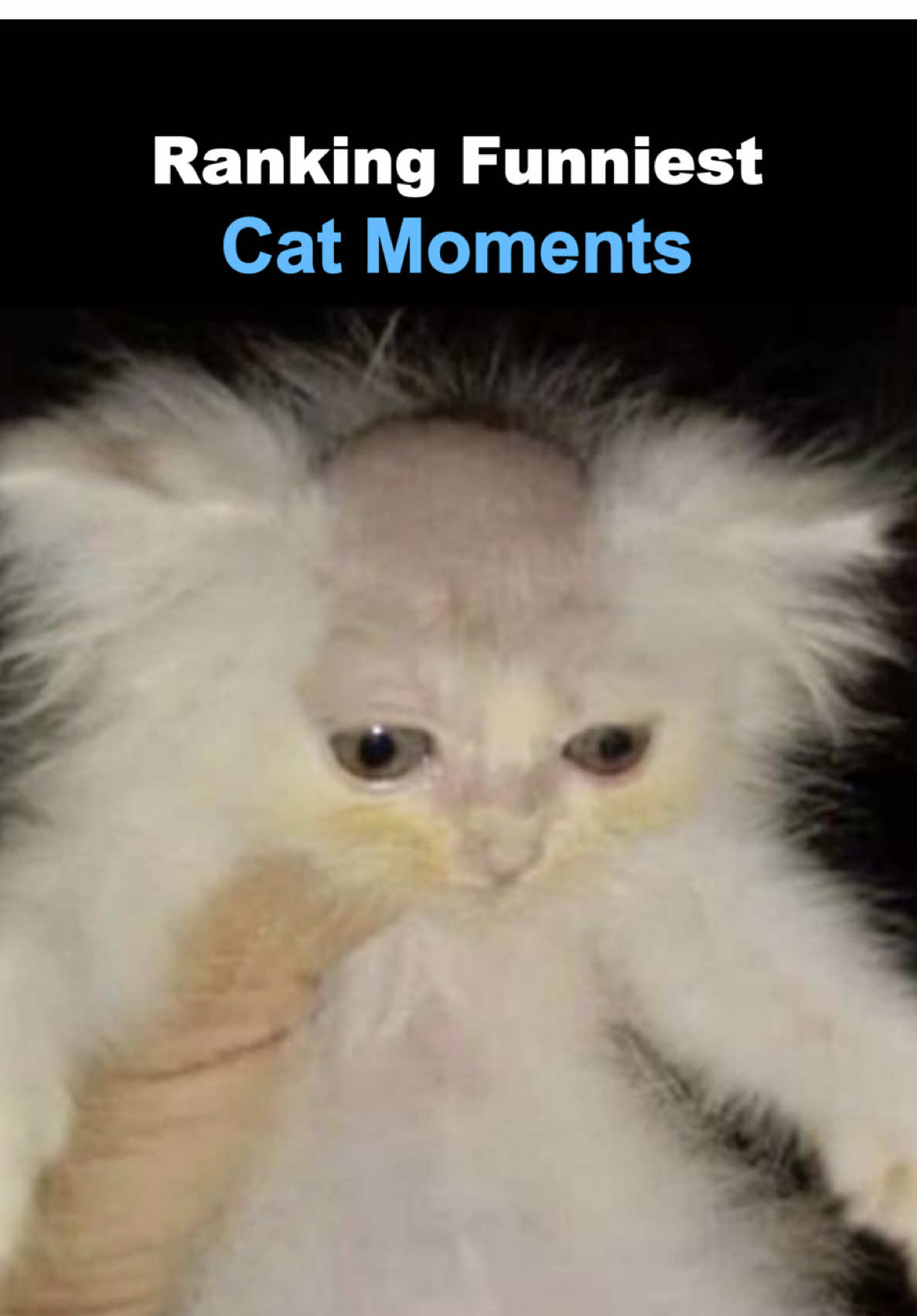 Ranking Funny Cat Moments 🤣🐱#funny #cat #fart #fails #defineproductions 