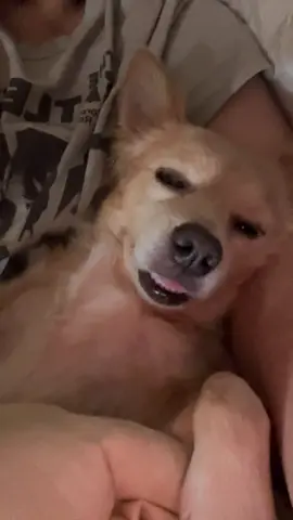 #😂😂😂😂😂😂😂😂 #🐕 #🫶#😸 