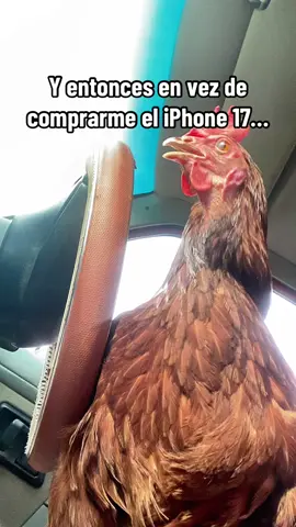 🤑🤑🤑#gallinasponedoras 