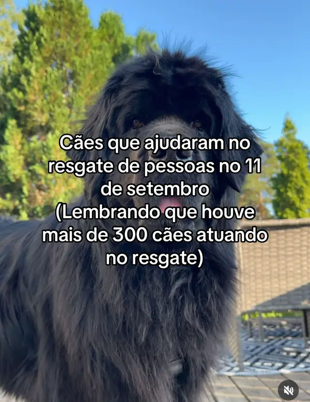 No 11 de setembro de 2001, mais de 300 cães ajudaram nos resgates. Eles encontraram vítimas, salvaram pessoas e até guiaram seus donos para fora das Torres Gêmeas. Alguns se tornaram famosos, como Bretagne, Apollo, Roselle, Salty e Sirius. Até hoje, são lembrados como heróis de quatro patas! #september11 #dogsoftiktok #doglover #herodog #11september2001 