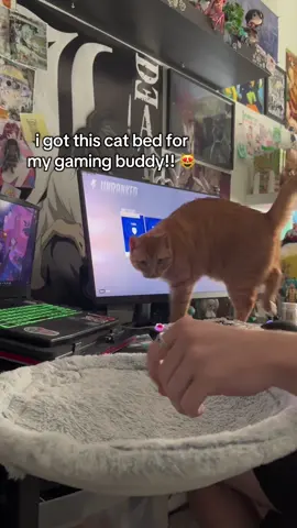 this is the best thing i’ve ever found!!! #cat #kitty #cutecat #sillykitty #cute 