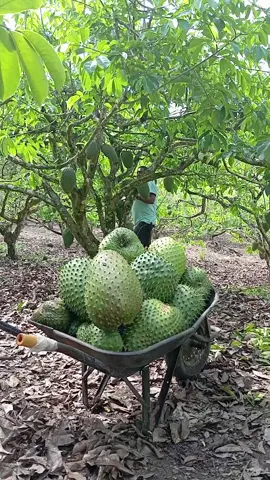 graviola gigante  #graviola #agro #trabalho 