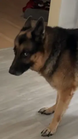 my dog when u don’t do what he wants #germanshepherd #rexthegermanshepard #germanshepherdsoftiktok #funnydogs 