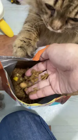 Petyum Petlicious freeze crunch  #petyum #petliciouscatfood #freezecrunch #catfood #cat 