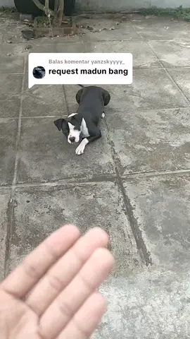 Membalas @yanzskyyyy_ pokok nya X-sime-R vitamin kesukaan si madun biar gak terlalu gerengseng ✌🏻😜✌🏻 #termenung 