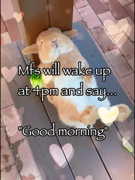 Good morning 😭😭#bunny #rabbitsoftiktok #meme #fyp 
