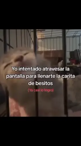 #quiero #cruzar para darte muchos #besitos #soylobito_yt #videoviral comparte 🫣🫣