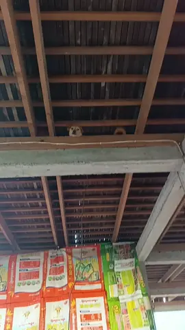 #កំពូលឆ្កែ😂😄 