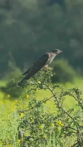#محمد_صديق_المنشاوي 