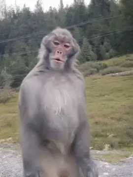 Động vật đáng yêu #xuhuong #pet #animals #monkey #funnyvideos 