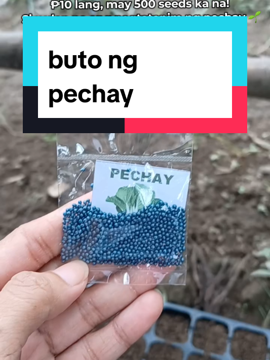 Ano pang hinihintay mo? Check out na at magtanim ng pechay sa bahay! 🥬 #seeds #magtanim #pechay #gulay #homegarden 