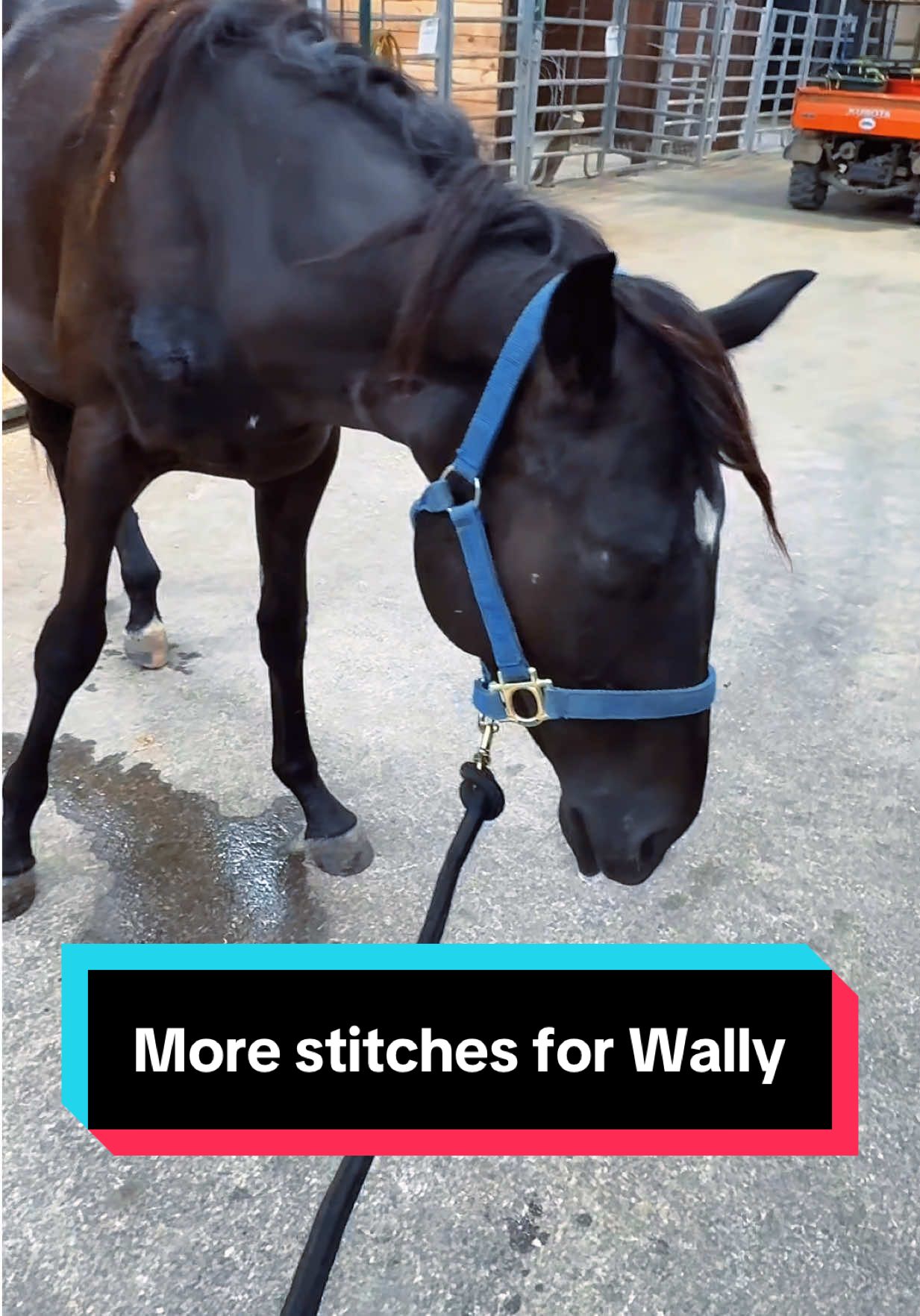 3rd time in his short little life😅🐴🖤 #yearling #equinevet #horsecare 