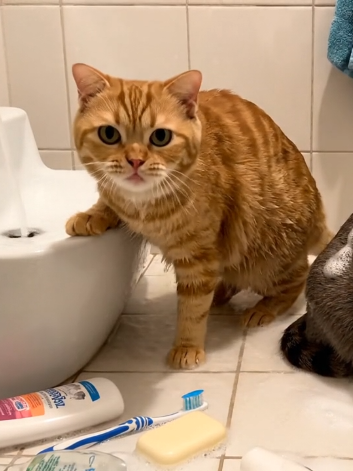 Baru tinggal sebentar, kamar mandi udah kayak kapal karam 🐱🐱🚿🤣” #oyen #abu #animalai #nakalkucing #funnycats  