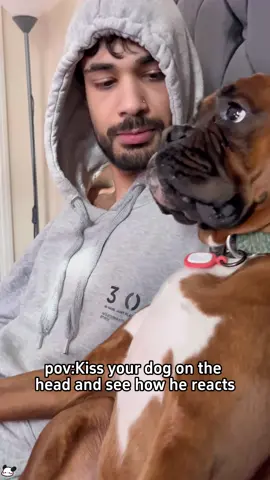 How a dog reacts when you kiss it 😂😘🥰#dogsoftiktok #usa🇺🇸 #tiktok #dog #funnydog 