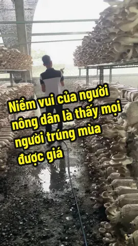 Trồng nấm bào ngư xám#Nguyenthuytrongnam #kỹthuattrongnam #nấm #phôinam #nambaonguxam  @nguyenthuytrongnam  @nguyenthuytrongnam  @nguyenthuytrongnam 