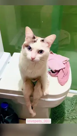 My cat thinks he’s a Human.#cat #cats #catsoftiktok #catlover #funny #foryou #funnyvideos #viral #fypシ #funnytiktok #funnyanimals #usa🇺🇸 