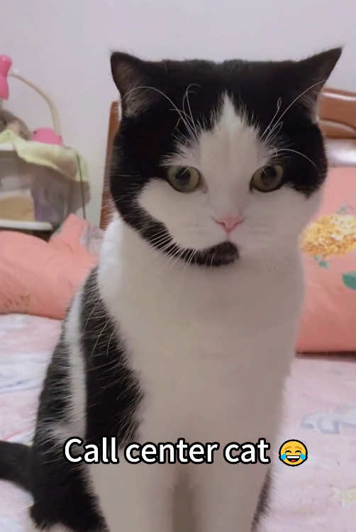 Strange-looking cat 🤣🤣#cat #foryou #funny #funnyvideos #fypシ #tiktok 