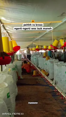 Sedia SEKAM MURNI dan Jasa keruk + muat atau menjualkan kompos ayam potong alias ayam broiler MADIUN NGAWI MAGETAN Nomer HP cek profil #peternak #fyp   #kompos #bojonegoro                              #CapCut 