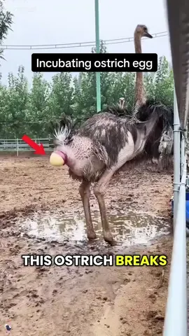 Incubating ostrich eggs #rescue #animals #fyp #ostrich