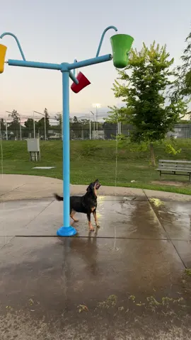 #dogsoftiktok #dog #funny