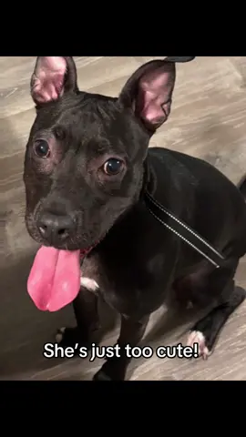 #pitbullsoftiktok #socute #dogsoftiktok #fyp #tongueout @Jazmin Mendes892 