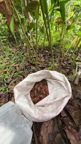 rutinitas sebelum panen 😍😍#petaniindonesia🇮🇩🇮🇩🇮🇩🌿🌿 #fyppppppppppppppppppppppp #petanimuda 