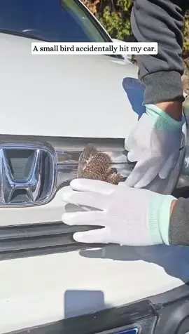 Poor owl#rescue #animal #fyp #owl #bird 