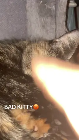 Bad kitty😡