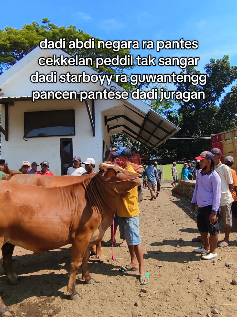 infoo #blantiksapi #probolinggo_jawatimur 