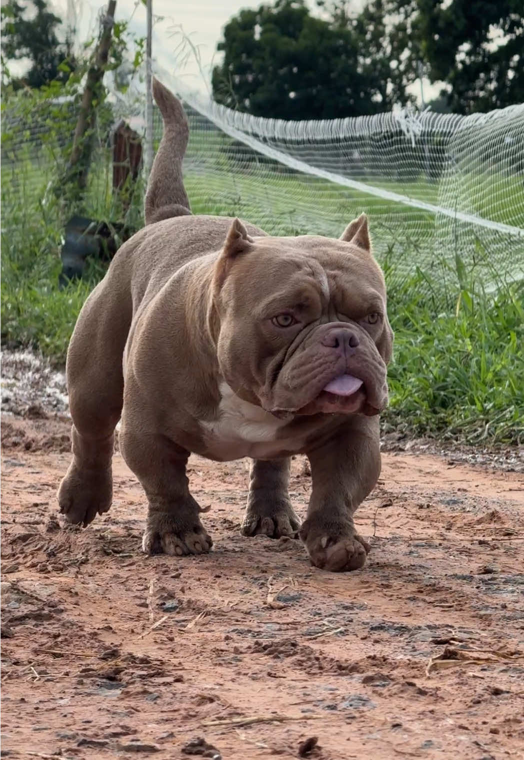 โคโมโดมาแล้ววว🤣 #หมาน่ารัก #อเมริกันบูลลี่ #อเมริกันบูลลี่เอ็กโซติก #อเมริกันบูลลี่มหาสารคาม #สวนสัตว์tiktok 