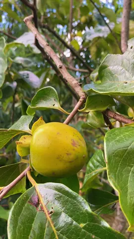 Mùa hồng giòn Đà Lạt đã và đang đến. #honggion #dalat 