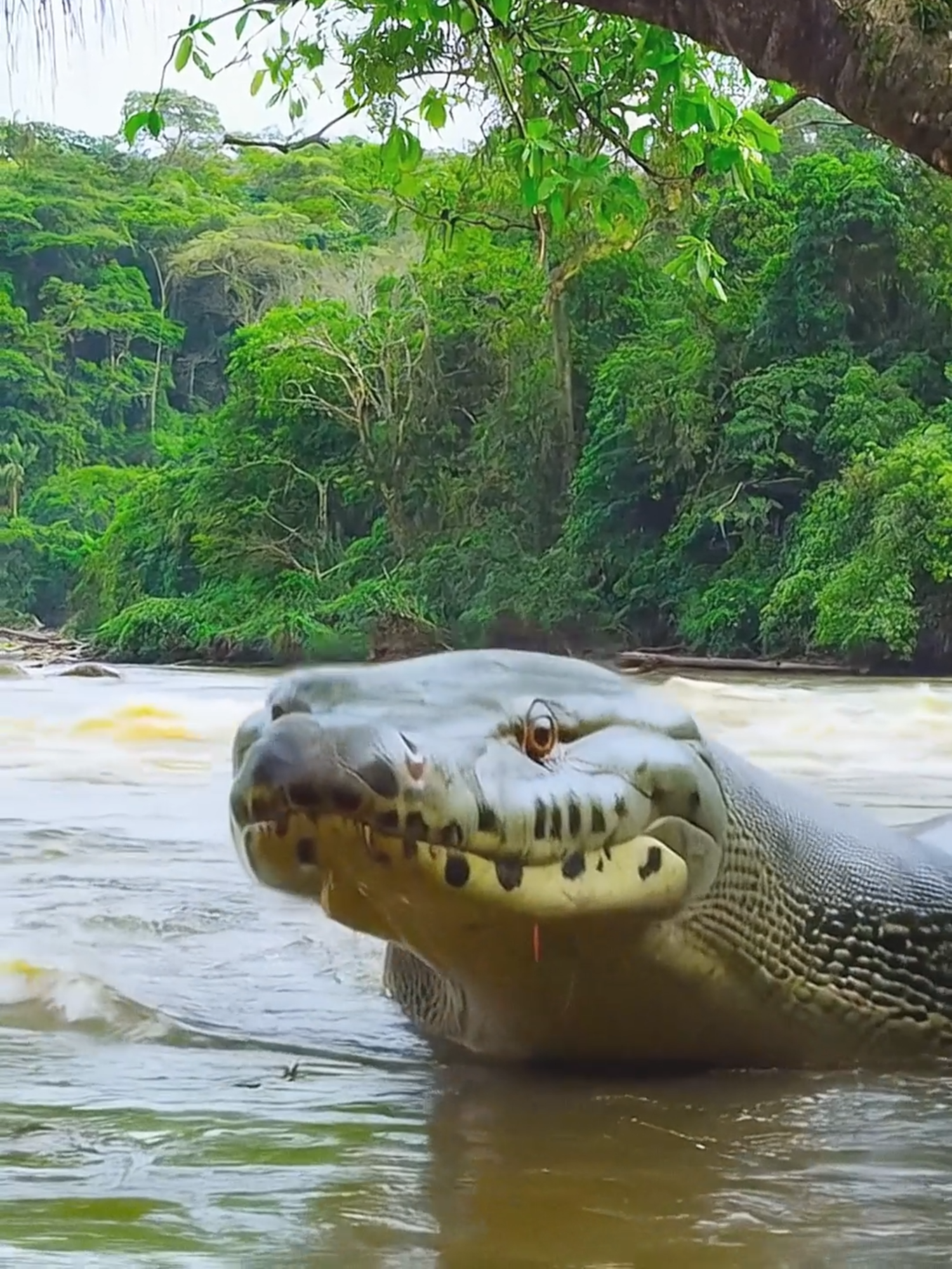 Underwater the attack is de4dly #snake #giantsnake #anaconda #snakevideo #amazon