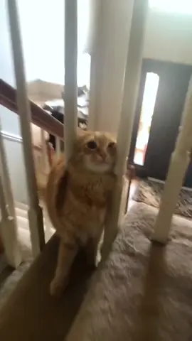 Funny cats on the stairs 😹🐈#cat #catsoftiktok #funnycats #fypage #usa🇺🇸 