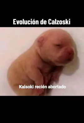 Un poco de la vida de Calzoski  #fyp #paratii #calzoski #gustambo #wizyfn30hz 