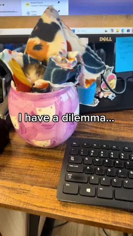 Kittens are the best.