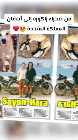 من صحراء زاكورة إلى أحضان المملكة المتحدة 😍❤️ في إحدى رحلاتهما بالدراجات في المغرب، تحديدًا بالقرب من زاكورة، صادف زوجان بريطانيان كلبة صغيرة تجري وراءهم بلا توقف كانت مجرد ضالة بلا مالك ... خلال اليوم الأول لم تتوقف عن مرافقتهم لمسافة حوالي 80 كلم رغما أن أقدامها أصيبت بجروح  ... الزوجان وضعوا لها جوارب لحماية أقدامها ومكنوها من مواصلة الطريق بأمان نسبي. أثناء مرورهم بالقرى، تحققوا من السكان المحليين، فتبين لهم أن الكلبة ليست ملكًا لأحد، بل هي كلبة شوارع تبحث عن مأوى. بعد وصولهم إلى زاكورة ثم أگادير، قرروا اصطحابها إلى مركز إنقاذ الحيوانات Sunshine Animal Rescue، حيث تلقت اللقاحات الضرورية وتحاليل الدم المطلوبة لأي حيوان مسافر دوليًا. بعد حوالي 3–4 أشهر من العناية، وتوفير كل المستندات المطلوبة، كانت الكلبة جاهزة للرحلة التالية من أگادير الى المملكة المتحدة    الكلبة تعيش الان مع الزوجين في المملكة المتحدة، بعد أن تحولت من كلبة ضالّة تُركت تواجه الصحراء إلى رفيقة وفية ومحطّة حب لا تنسى ...