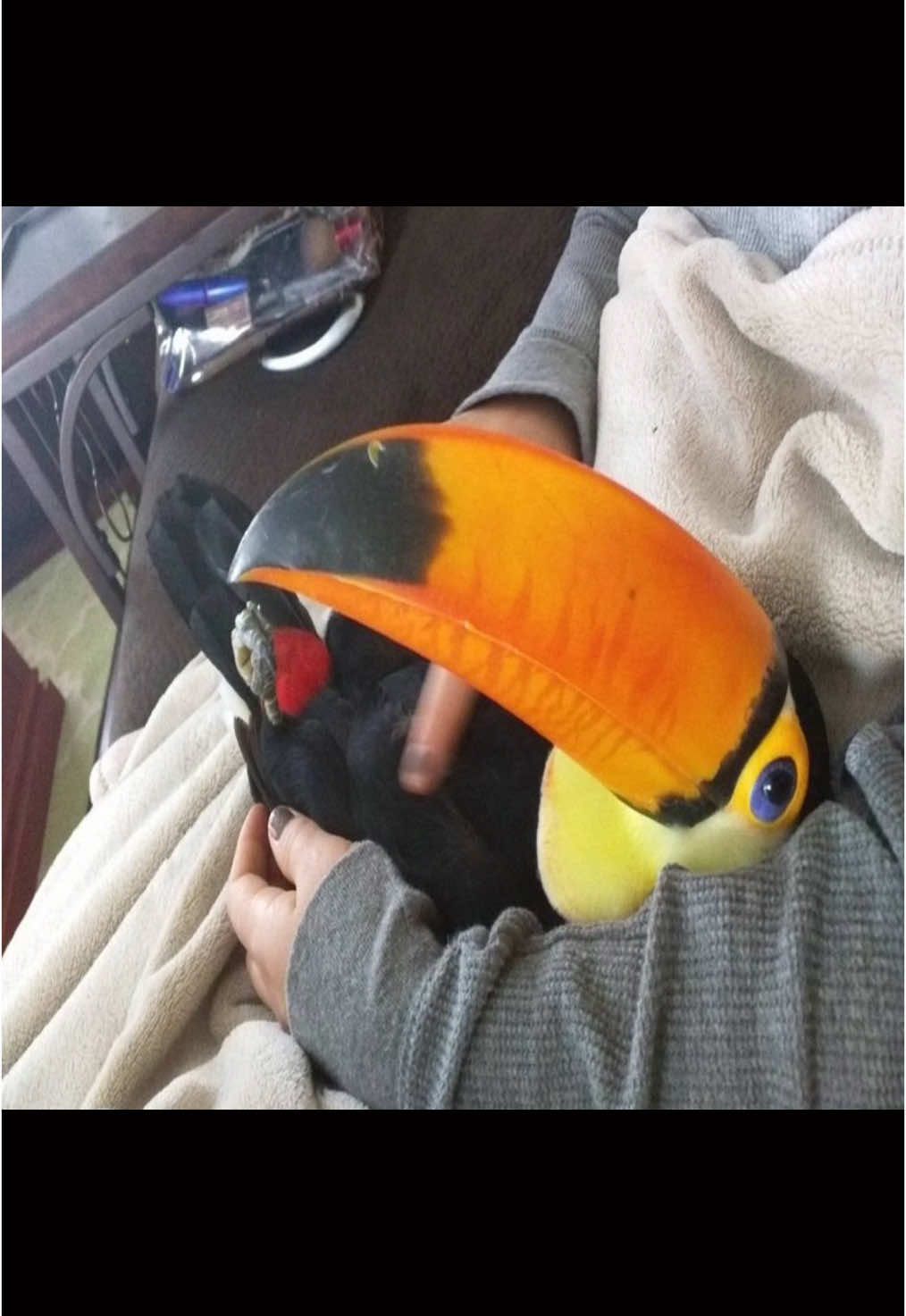 Toucans are forever my thing okay? Okay 😊 I feel so maternal for them #toucan #toucans #toucantok #toucansoftiktok #wontyoubemybubblegum #trend #bostondexter 