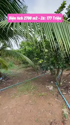 LH : O 3 8 9 ,// 5 3 5 // 8 3 O  #nhavuon #xuhuong #bandatgiare #bandatvuon #mientay 