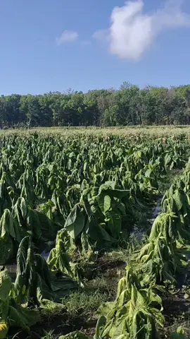 positif bubukk 😁😌 #petanitembakaujember #petanitembakau #jemberselatan 