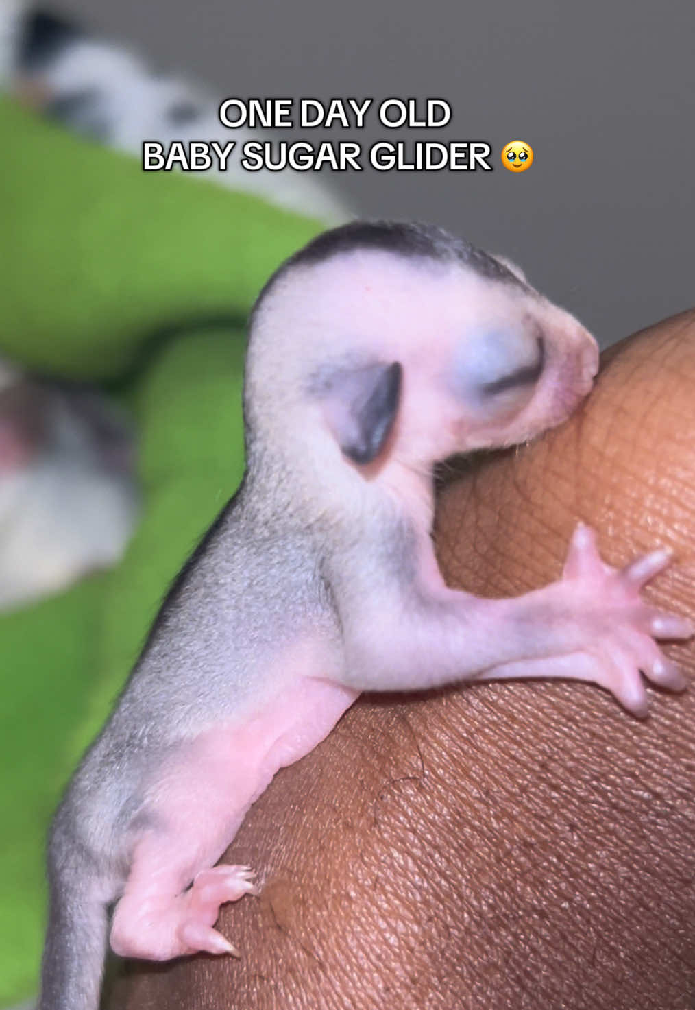 The newest sugar glider joey is finally here! 🥹❤️ Another beautiful girl! #sugarglider#sugarglidersoftiktok#sugargliderjoey#exoticpets#fyp 