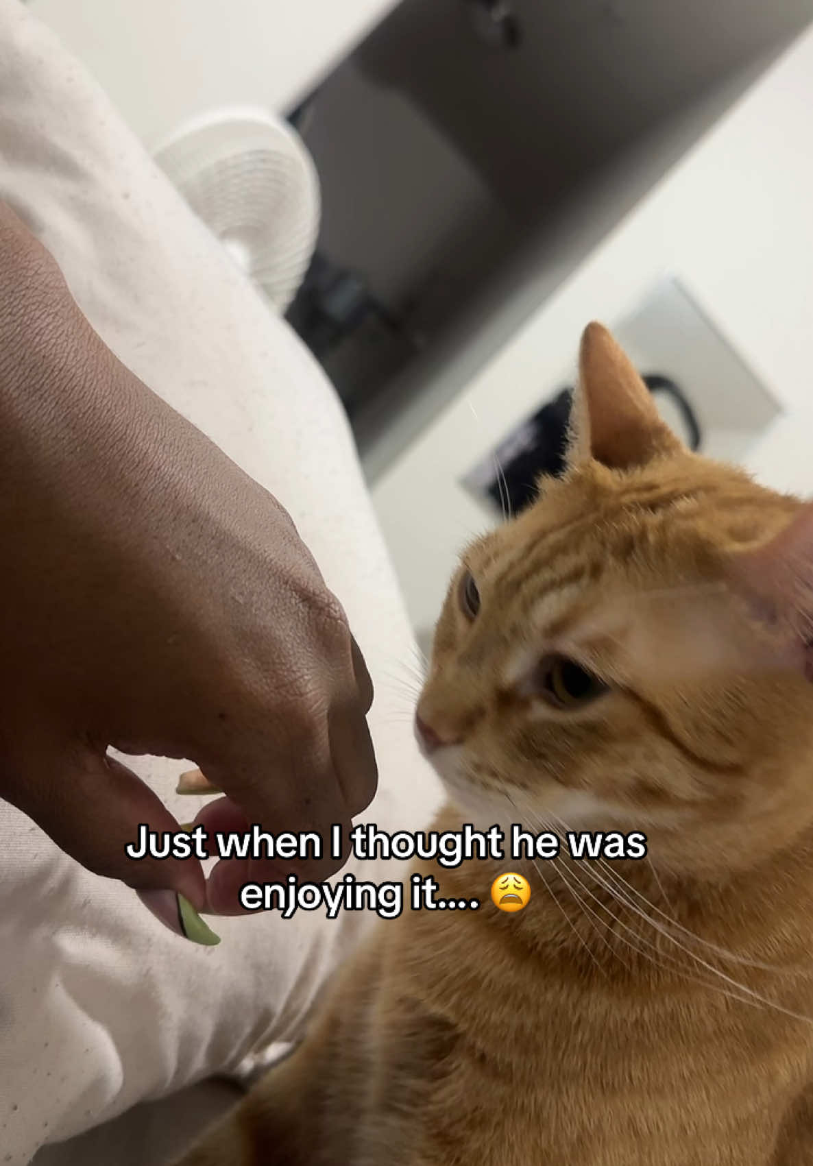 I thought I almost had him… will try next time😩 #sunny #orangecatbehavior #catsoftiktok 