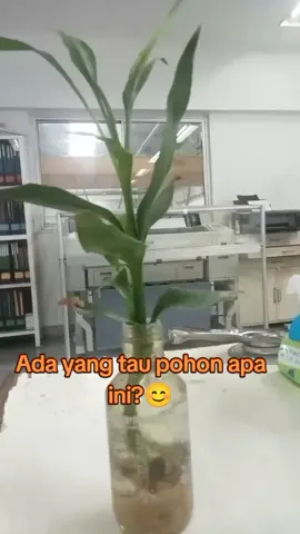 pohon mahal#pohon #pohonviral #modalngontendoang 