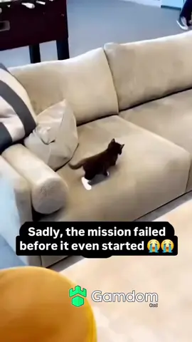 #trending #viral #fypシ #catsoftiktok #animals 