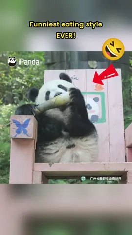 This isn't just eating - it's a full talent show! (Mei Zhu) #panda #cute #lovely #animal #funny #cutenessoverload