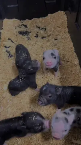 Cute pig 🐷 #fyp #fypシ #cute #pig #viral 